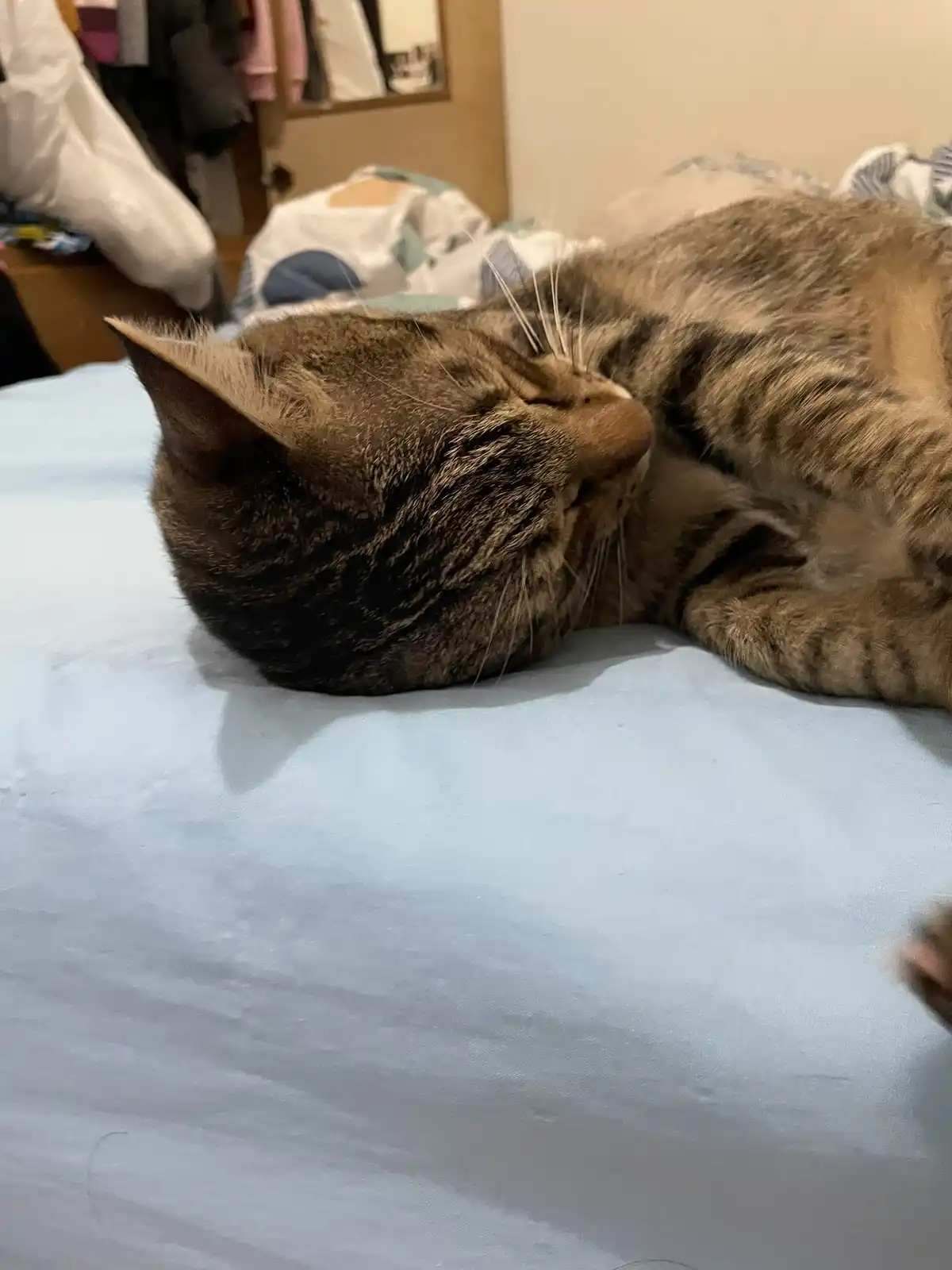 A tabby cat is lying on its side on a light blue bedsheet, appearing to be sleeping or resting with its eyes closed. The…