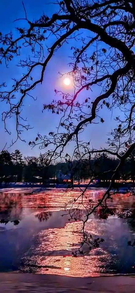 A serene night scene with a full moon glowing behind bare tree branches silhouetted against a deep blue sky, its reflection…