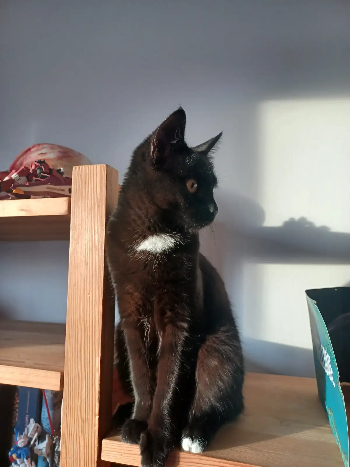 A black cat with a white collar and white paws sits upright on a wooden shelf, looking off to the side. The background shows…