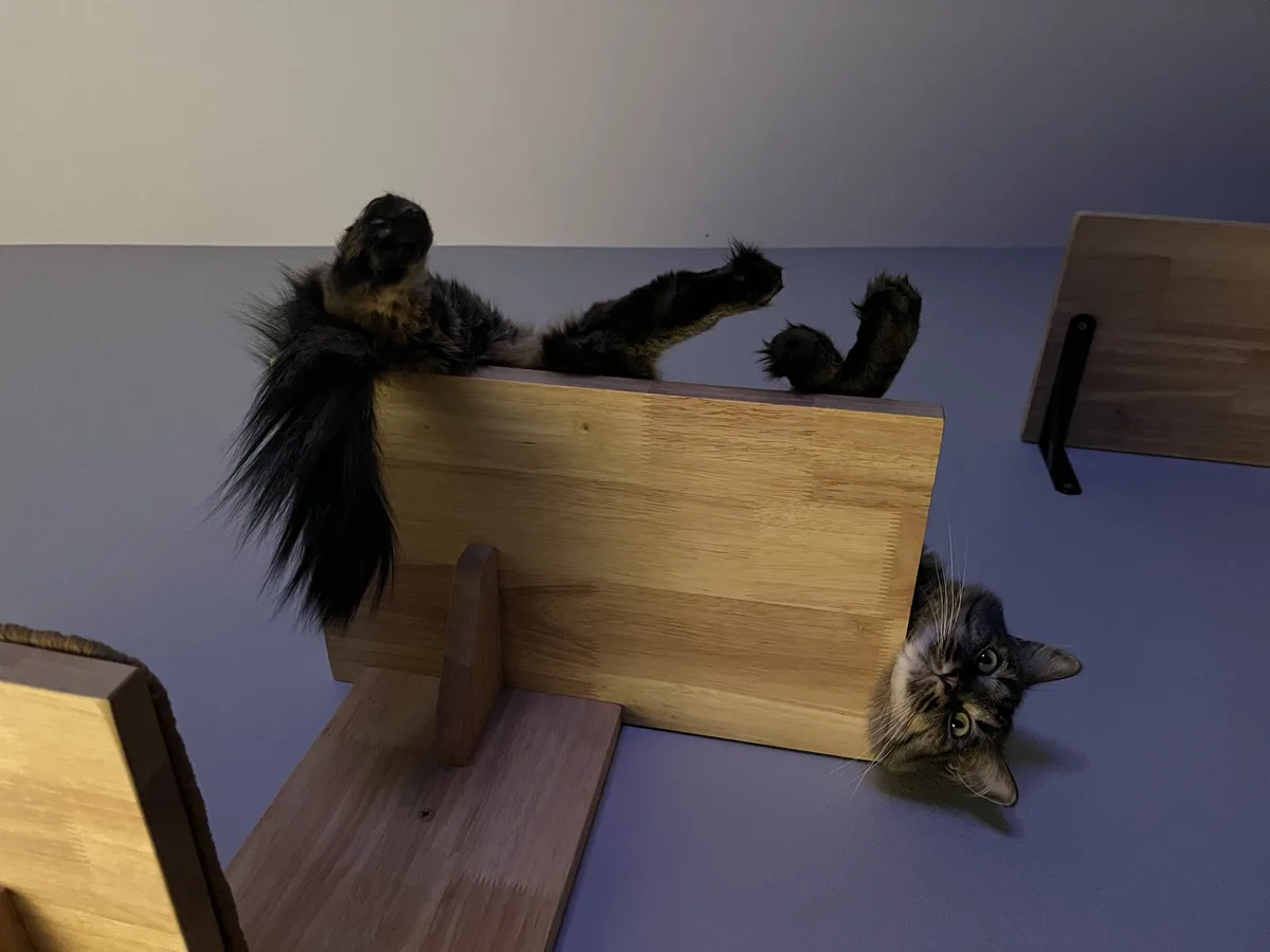 A fluffy tortoiseshell cat is lying on its back on top of a wooden structure, with its paws in the air and its head peeking…