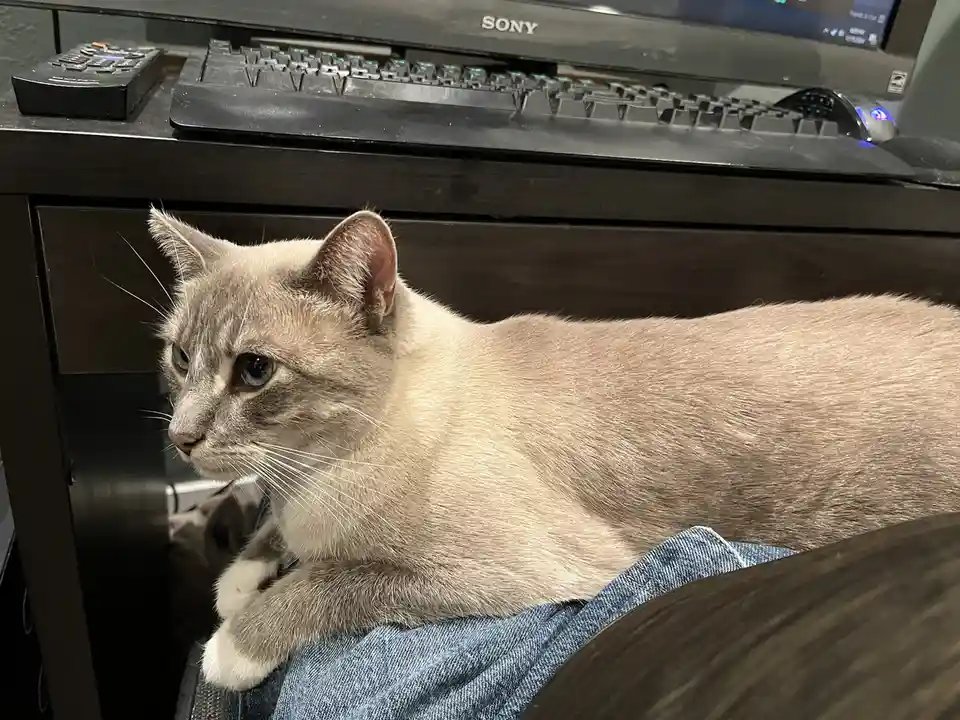 A light gray cat with blue eyes is lying on a person's lap, which is covered in blue denim jeans. In the background, a dark…