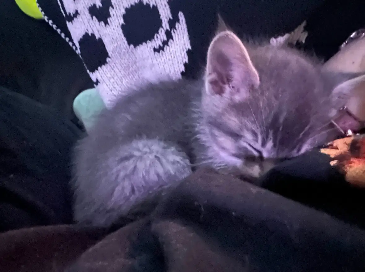 A small, fluffy gray kitten is curled up and sleeping soundly on a person's lap, nestled against a black and white…