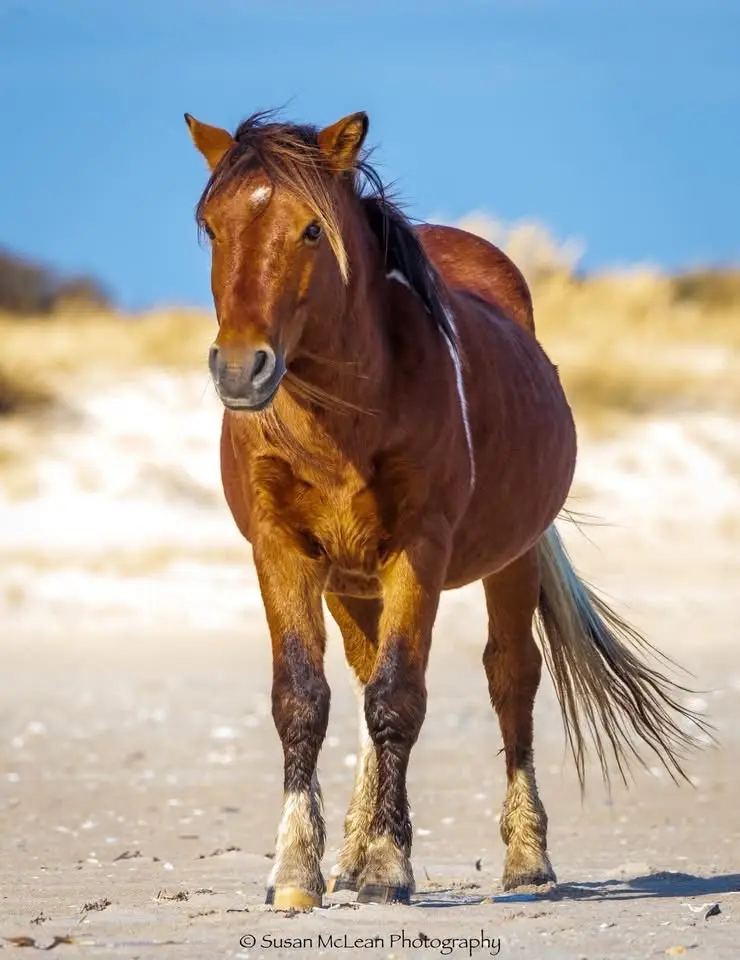 A brown horse with a white stripe down its face and legs stands on a sandy beach under a clear blue sky, looking directly at…