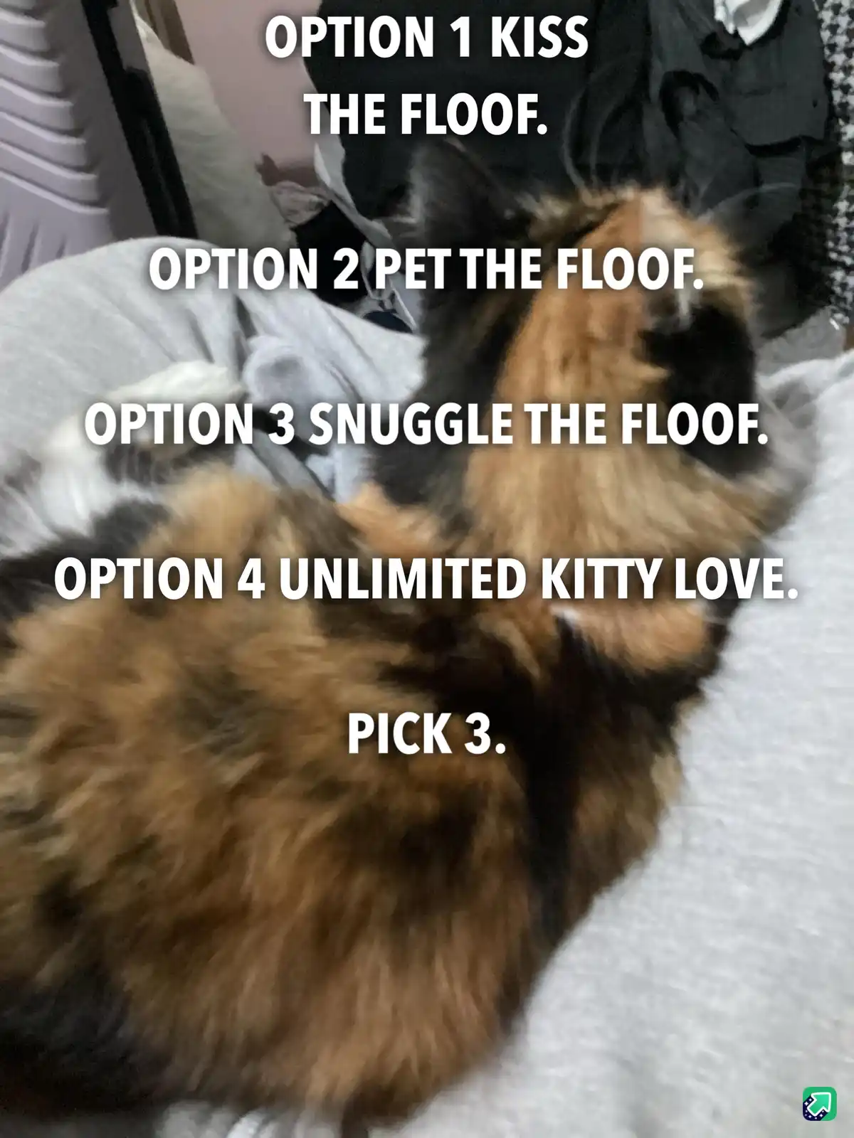 A fluffy calico cat is curled up on a white blanket, with white text overlaid listing four affectionate options for…
