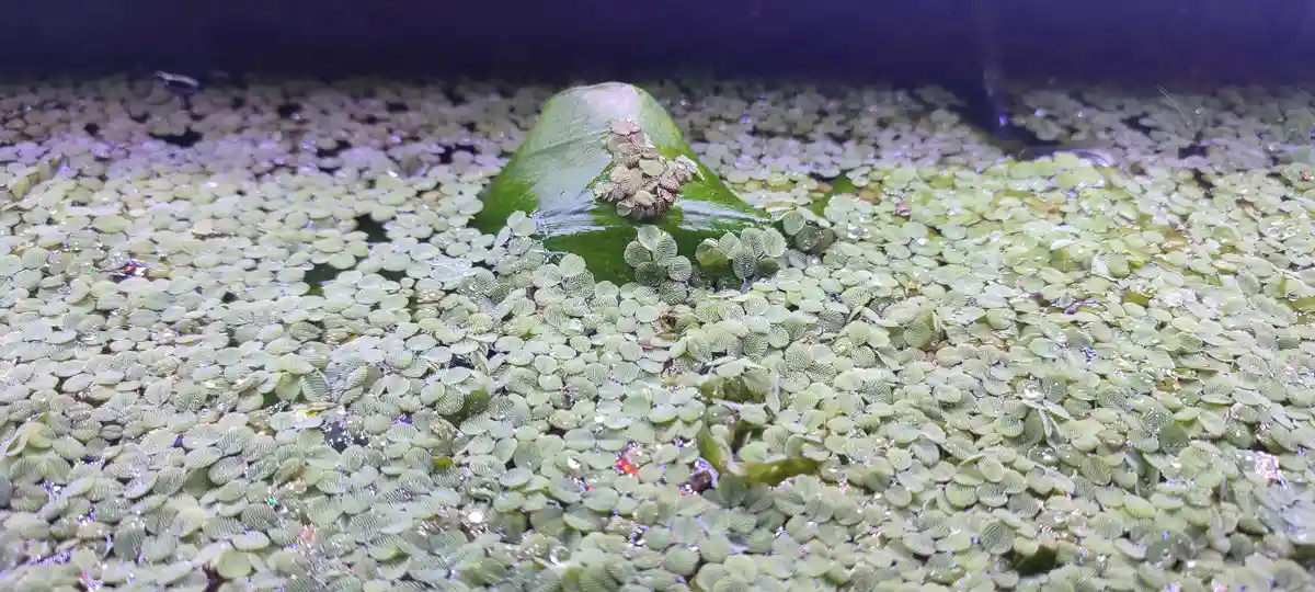 Goodbye, Duckweed!