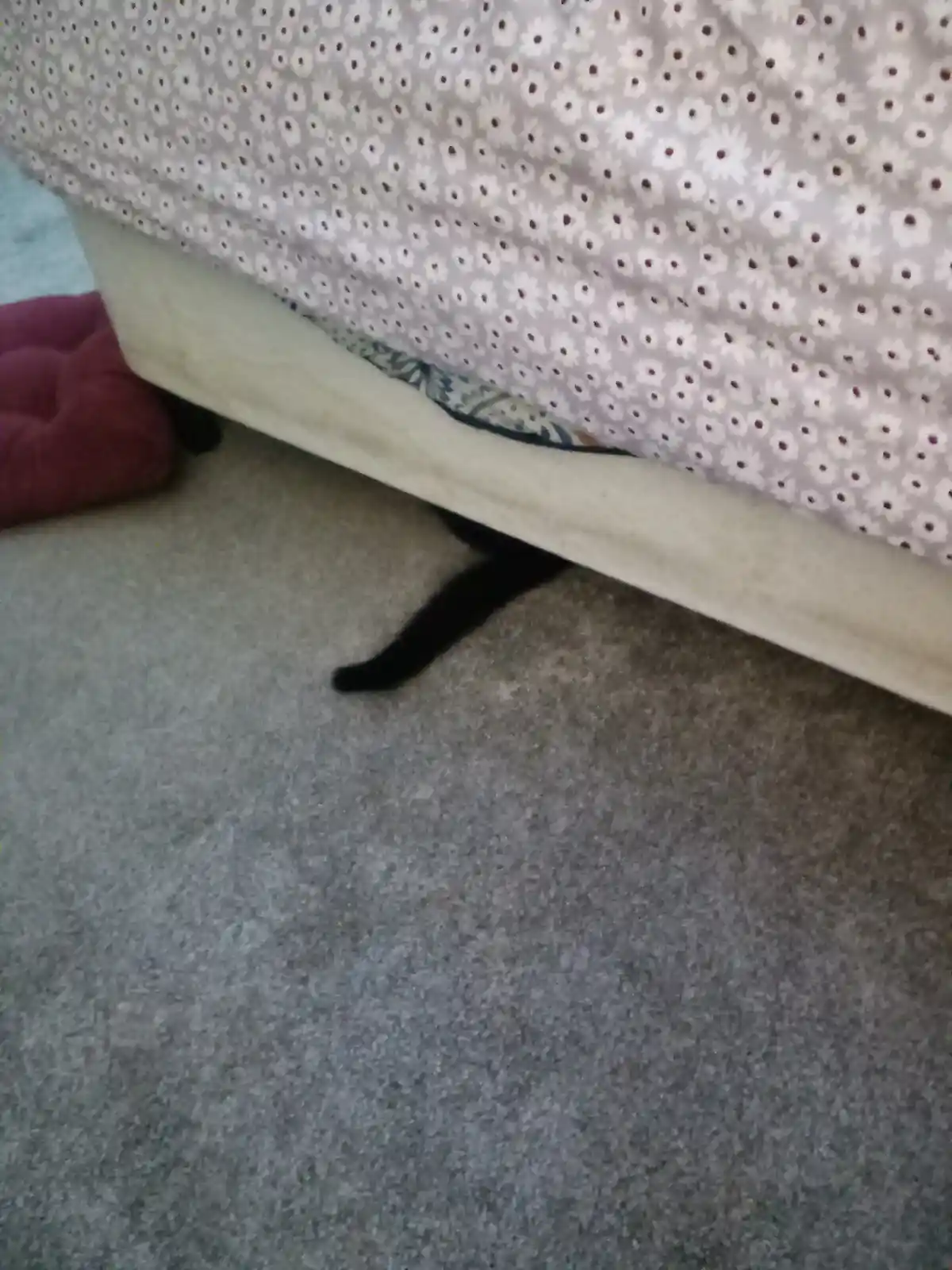 A low-angle shot shows only the black tail of a cat peeking out from under a bed with a white and gray floral-patterned…