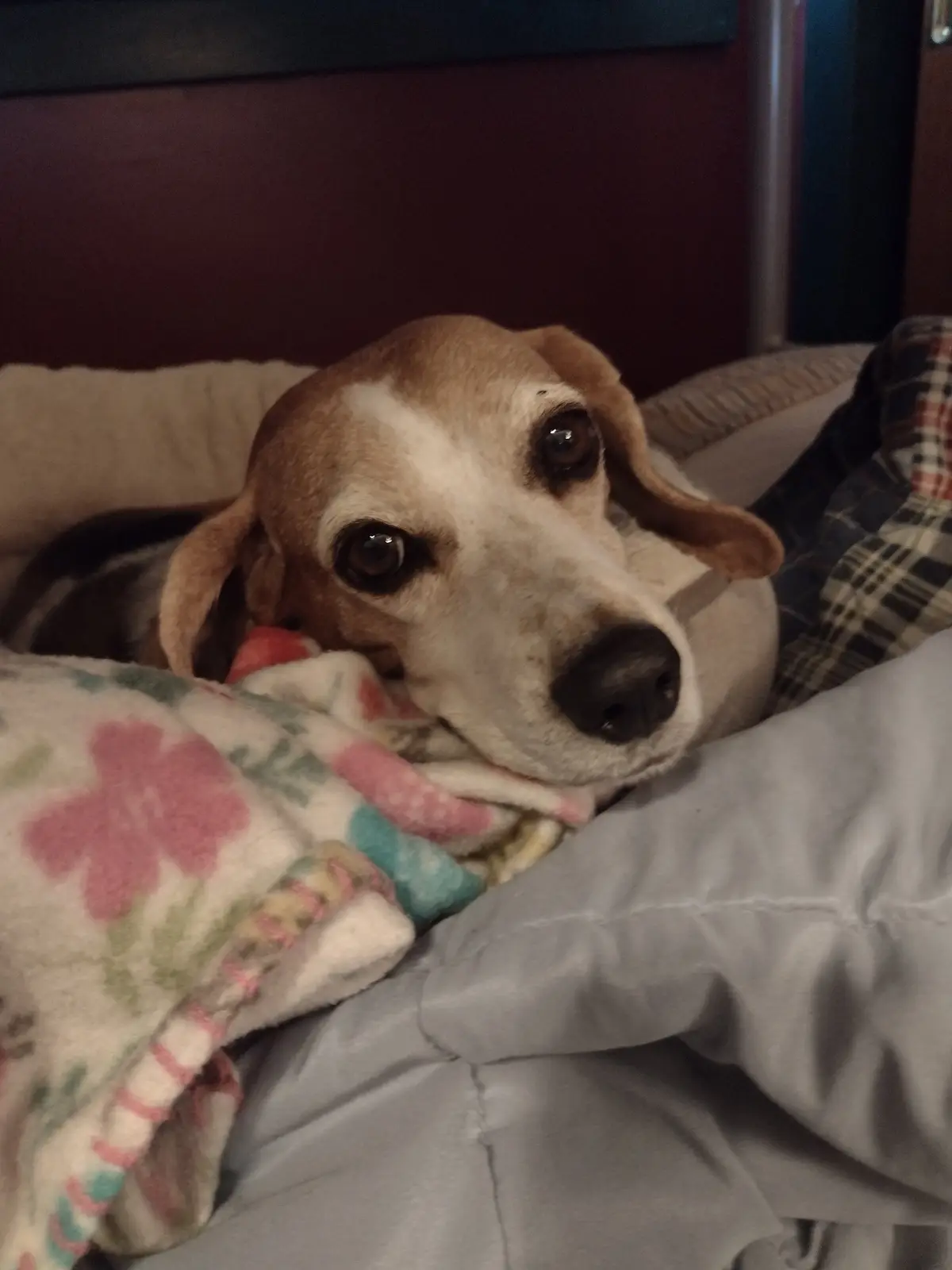 A brown and white beagle dog is nestled in a bed, partially covered by a floral-patterned blanket, looking directly at the…