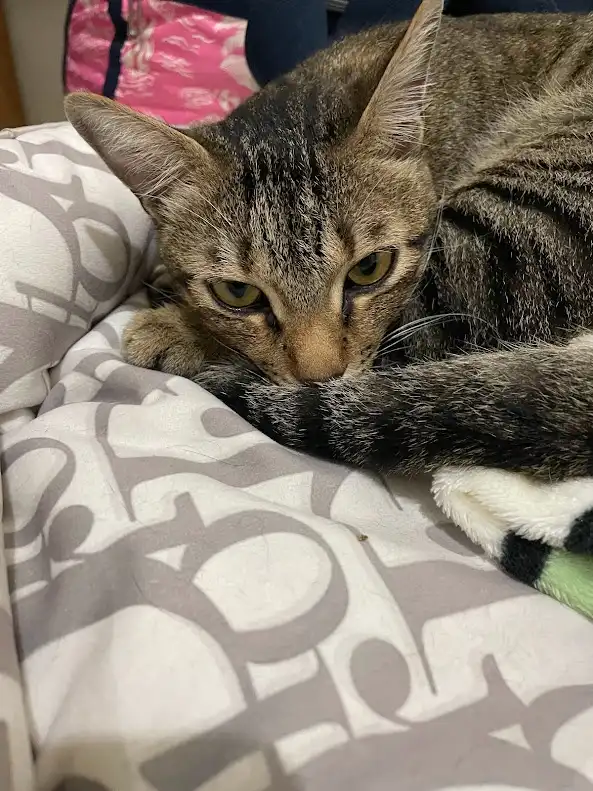 a tabby cat with green eyes is lying on a patterned blanket, resting its head on its paws with a sleepy, unimpressed…