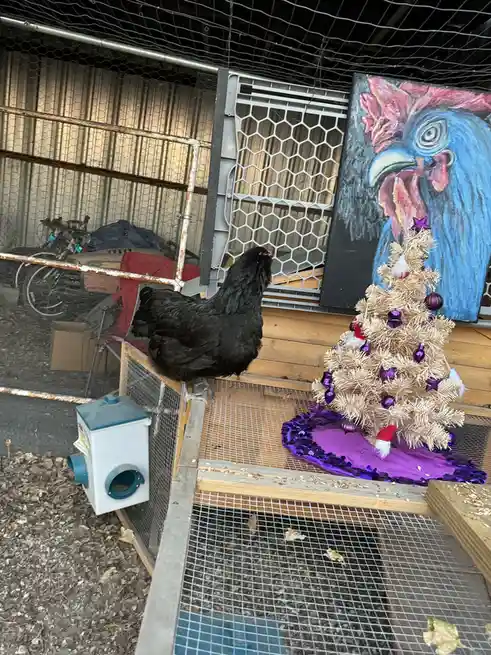 A black chicken stands in a wire mesh coop next to a small, decorated Christmas tree with purple ornaments and a purple…