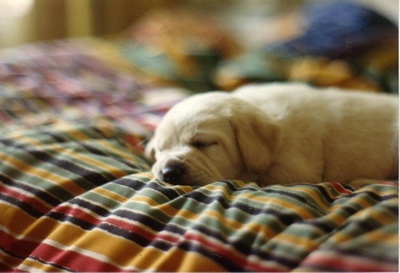 a light-colored puppy is sleeping peacefully on a colorful striped blanket, with soft focus background. The text overlaid on…