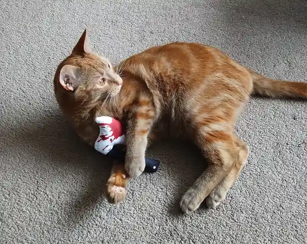 An orange tabby cat lies on a gray carpet, holding a plush toy designed to look like a bloody knife in its mouth. The cat's…