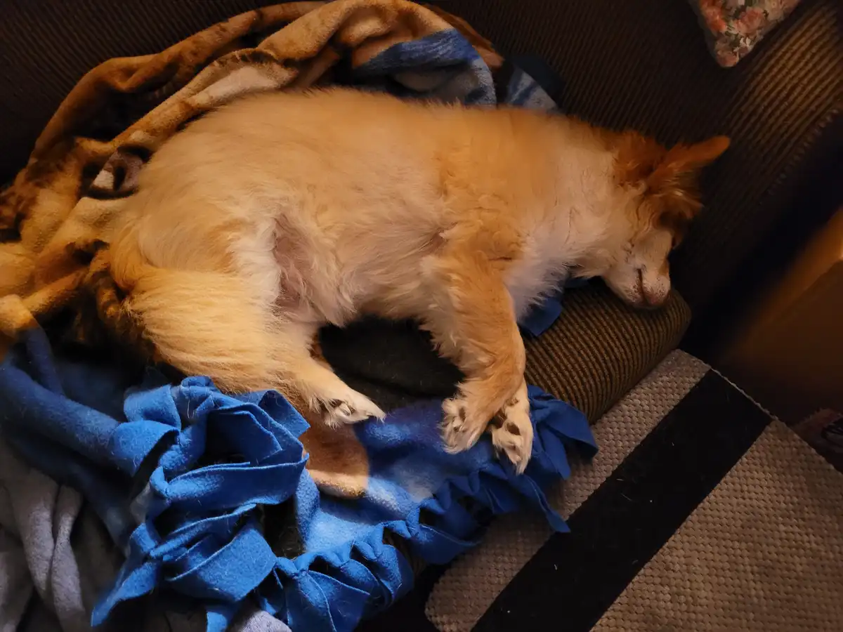 A fluffy, light brown dog is curled up and sleeping soundly on a striped couch, partially covered by a blue fleece blanket…