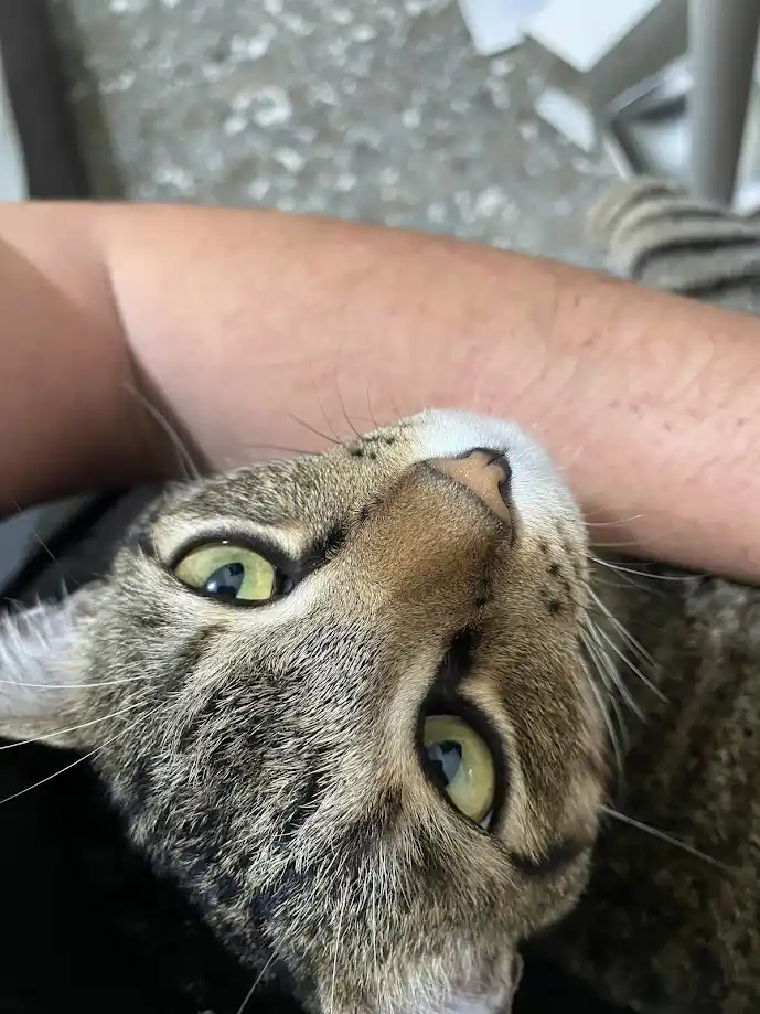 A close-up photo shows a tabby cat with green eyes looking upward, its head tilted slightly, while a human arm rests behind…