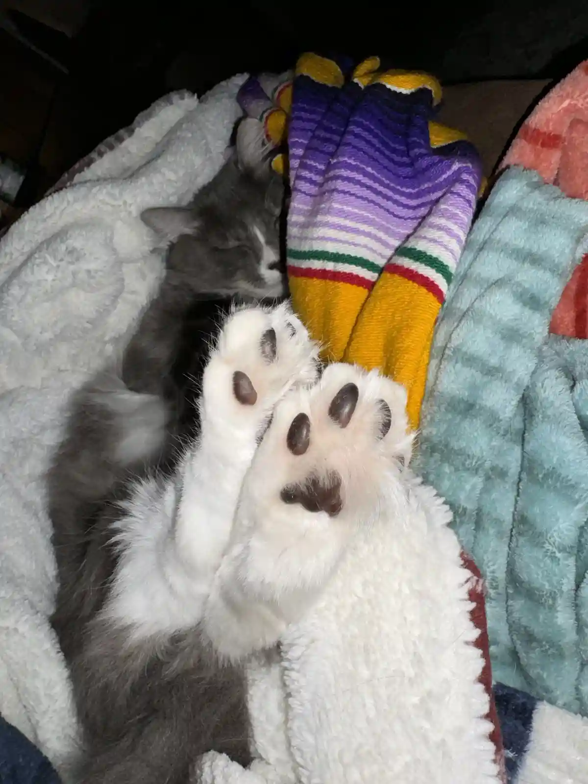 A fluffy gray and white cat is sleeping soundly on a pile of colorful blankets, with its paws stretched out and facing…