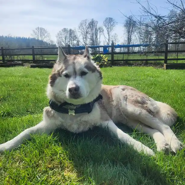 A husky dog with white and gray fur lies relaxed on bright green grass, wearing a black harness with a bone-shaped tag…