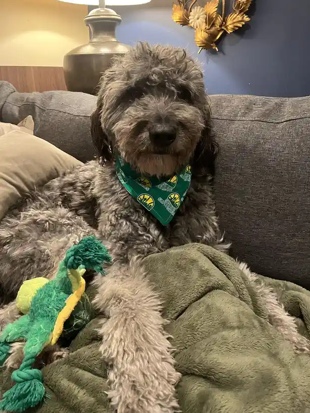 A fluffy gray dog sits calmly on a gray couch, wearing a green bandana with 'Seattle Supersonics' logos, partially covered…
