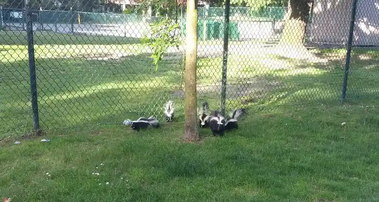 Several skunks with black and white fur are seen in a grassy area near a chain-link fence, some are gathered around a tree…