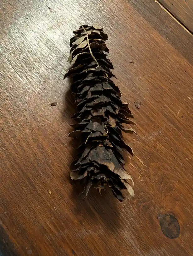 The Last Cone Chosen for Team Pinecone