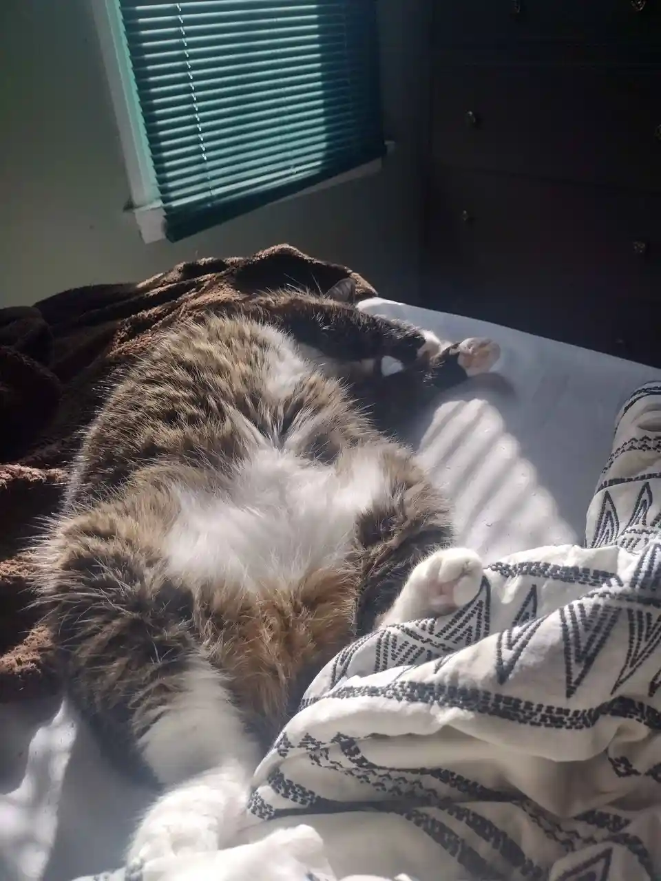 A fluffy brown and white cat is lying on its back on a bed, exposing its belly in a relaxed, vulnerable pose, with sunlight…