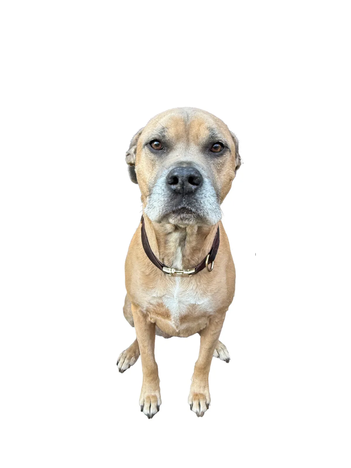 A tan dog with a white muzzle and a brown collar sits upright against a black background, looking directly at the viewer…