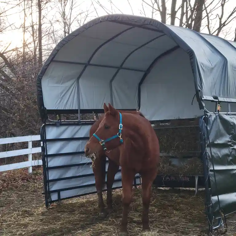 A brown horse wearing a blue halter stands in front of a portable, arched hay feeder filled with hay, chewing on some. The…