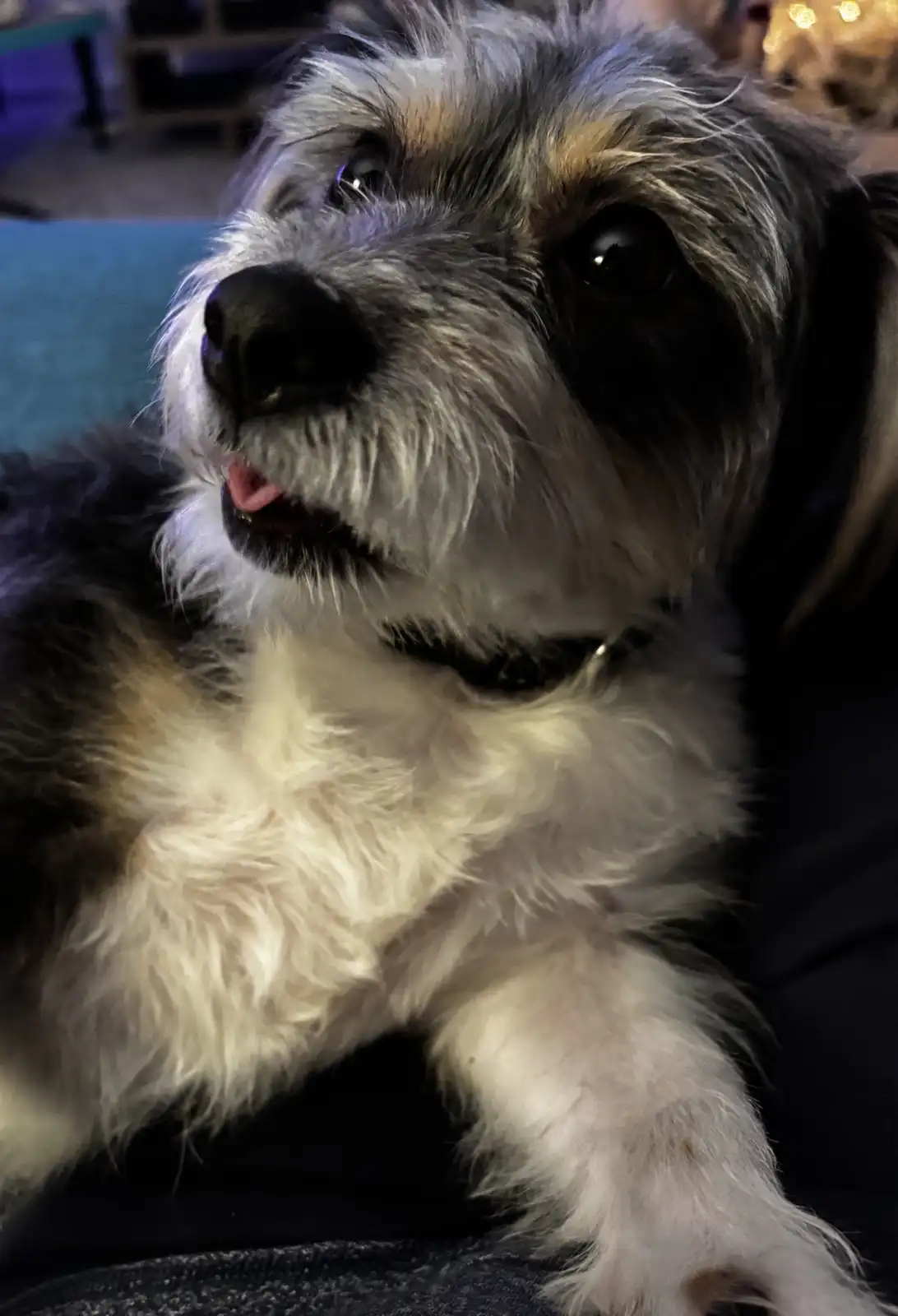 A close-up photo of a small, fluffy dog with black, white, and tan fur, looking up with its mouth slightly open and tongue…