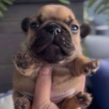 A close-up photo of a tiny, light-brown French bulldog puppy being held upright by a person's finger under its belly. The…