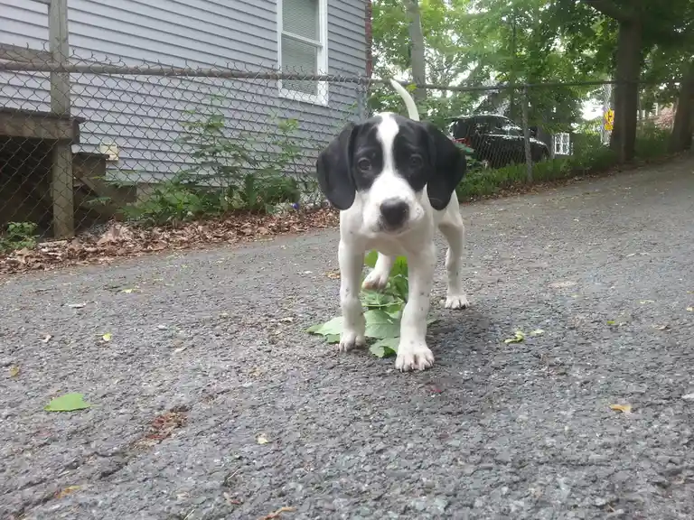 A black-and-white puppy with large, sad eyes stands on a gravel path, one paw slightly lifted, looking directly at the…