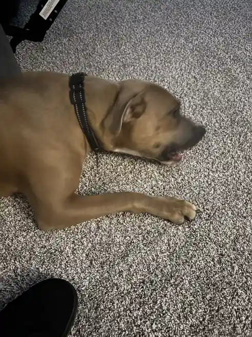 A tan dog with a black collar lies on a gray carpet, looking relaxed with its tongue slightly out. The overlaid text reads…
