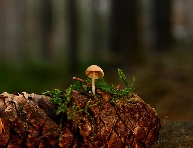 Creating the perfect habitat for pinecones