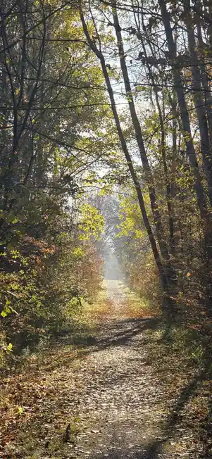 A serene autumn forest path lined with trees showing yellow and orange leaves, sunlight filtering through the canopy, and…