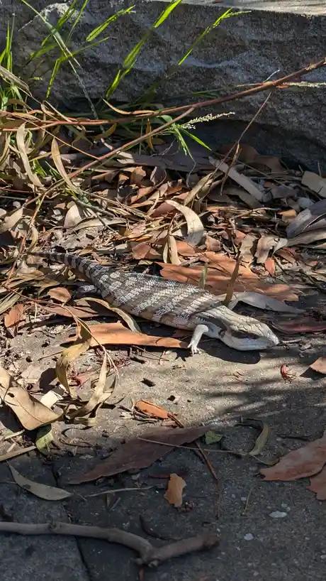 The Adorable Blue Tongue Baby