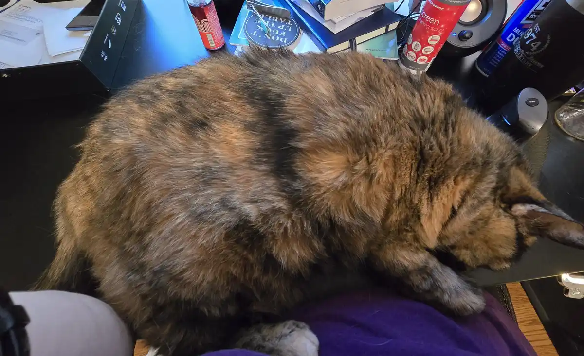 A fluffy tortoiseshell cat is curled up sleeping on a person's lap, which is covered by a purple cloth. The cat is…