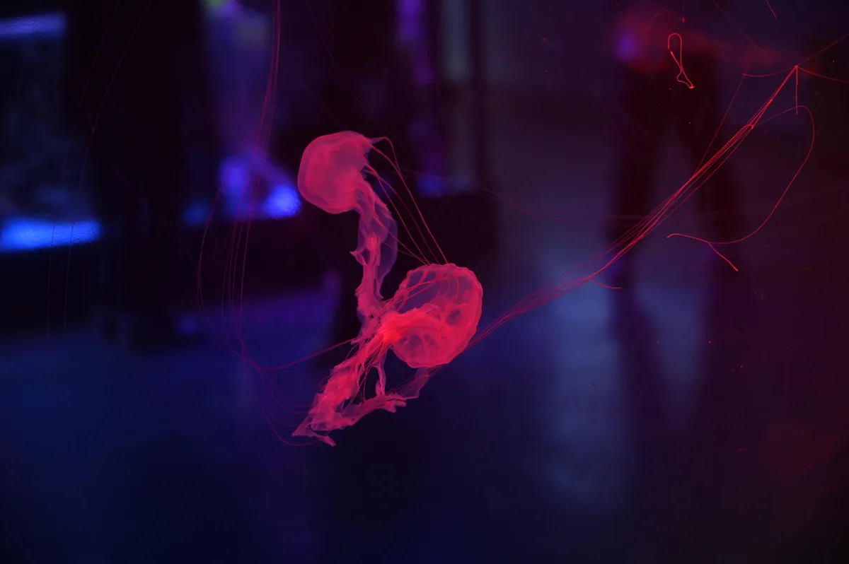 Two glowing red jellyfish drift in a dark, blue-lit aquarium, their long tentacles trailing behind them. The overlaid text…