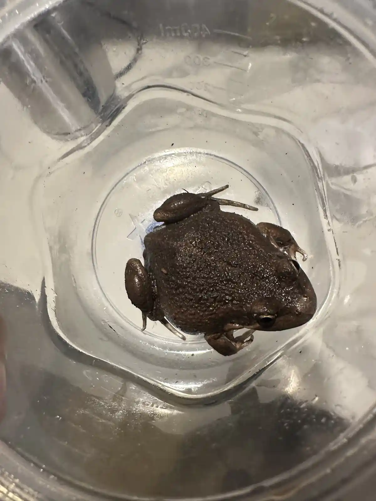 A small, brown frog with textured skin sits inside a clear plastic measuring cup, looking directly at the camera. The cup…