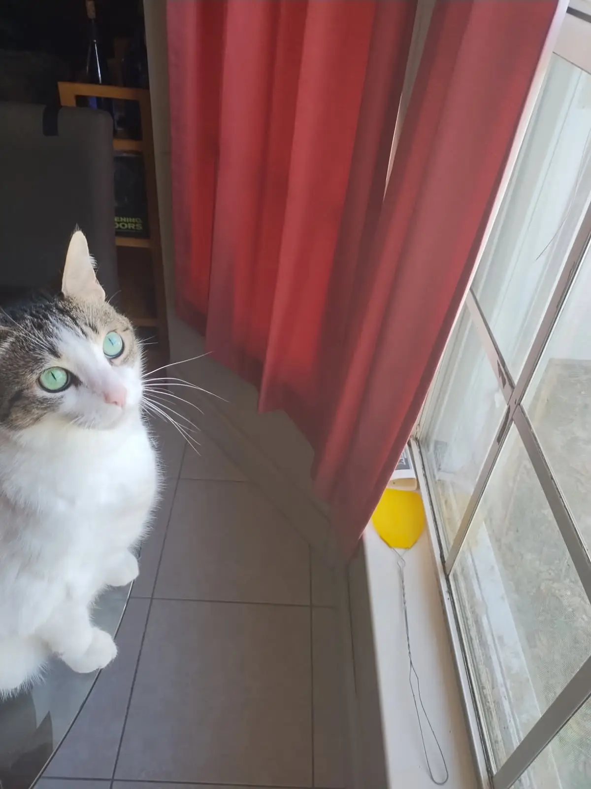 A white and grey tabby cat with striking green eyes sits on a glass table near a window, looking upward with a disappointed…