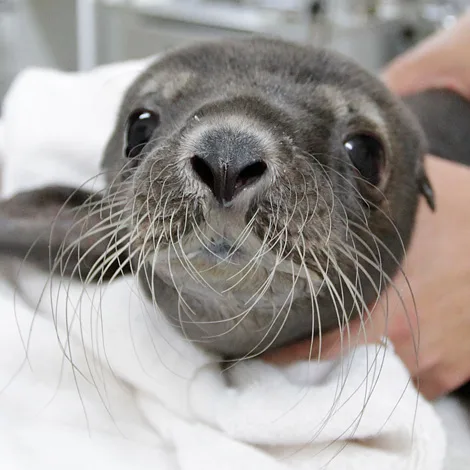 A close-up photo of a gray seal pup wrapped in a white towel, looking directly at the camera with large dark eyes and…