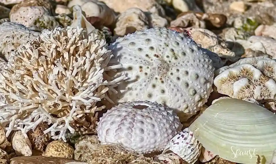 a close-up photo shows various sea urchins and coral fragments resting on a sandy beach among other seashells and rocks. The…