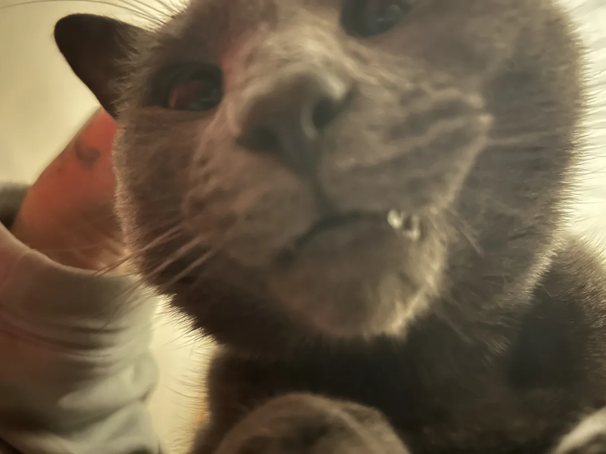 A blurry, close-up photo of a gray cat's face, looking directly at the camera with a slightly downturned mouth and one…