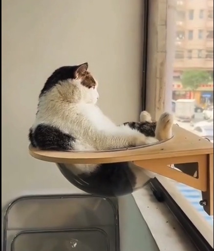 a black and white cat is lounging in a reclined position on a small wooden shelf attached to a window, with its paws up and…