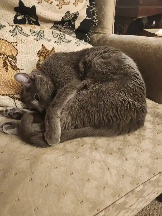 A gray cat is curled up tightly in a ball on a patterned couch, with one paw tucked under its chin and its eyes half-open…