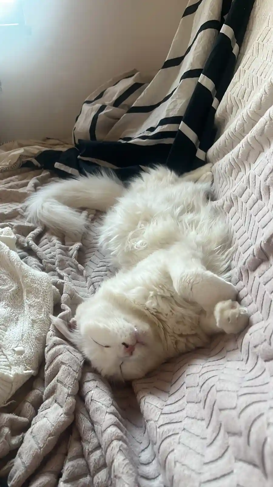 Meet Gandalf the Cat: The Feline Wizard