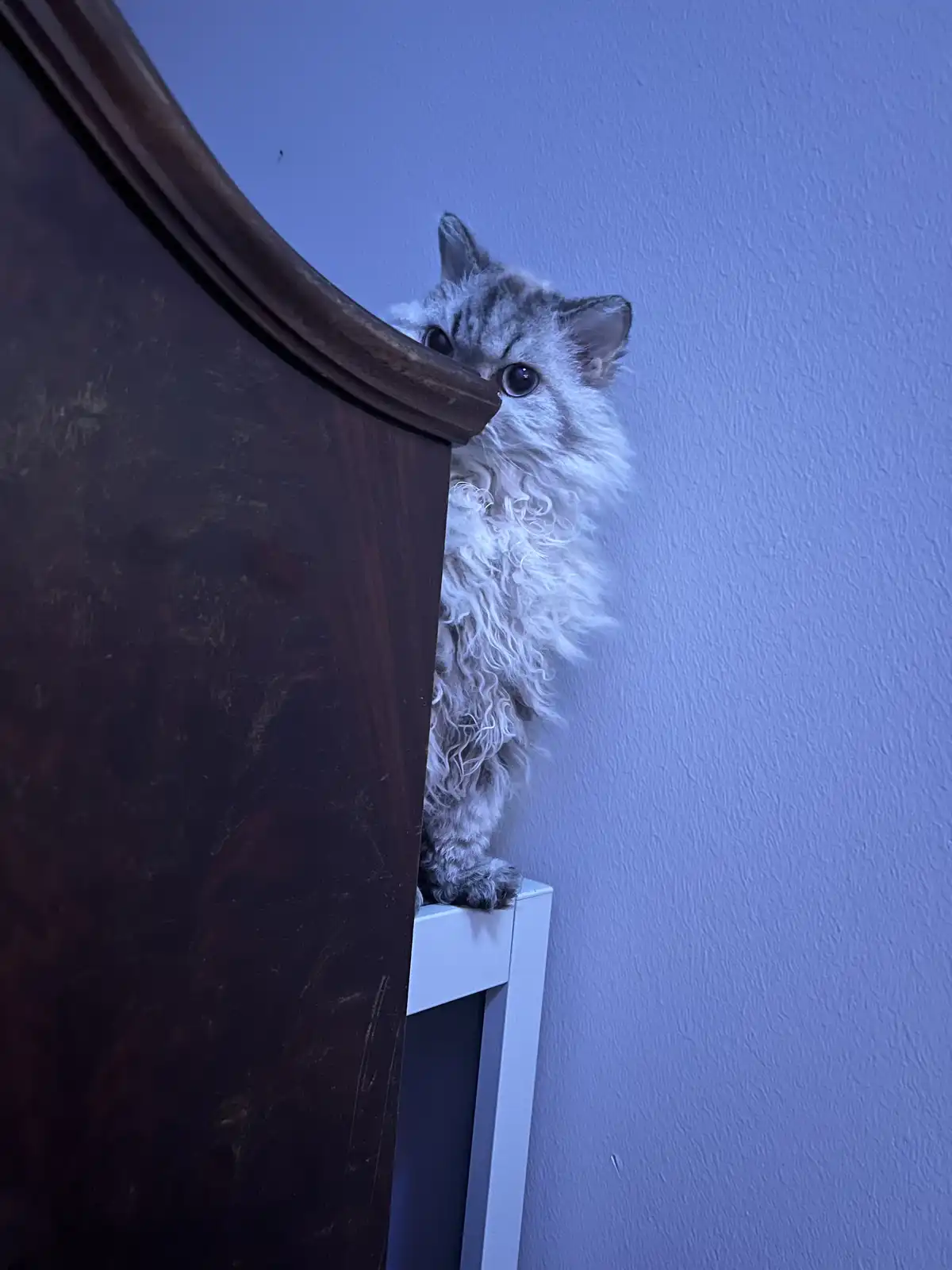 A fluffy, silver tabby cat with wide, alert eyes peeks cautiously from behind the curved top of a dark wooden piece of…
