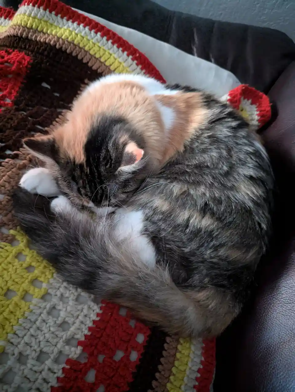 A calico cat is curled up and sleeping soundly on a colorful crocheted blanket draped over a dark brown couch. The cat's fur…
