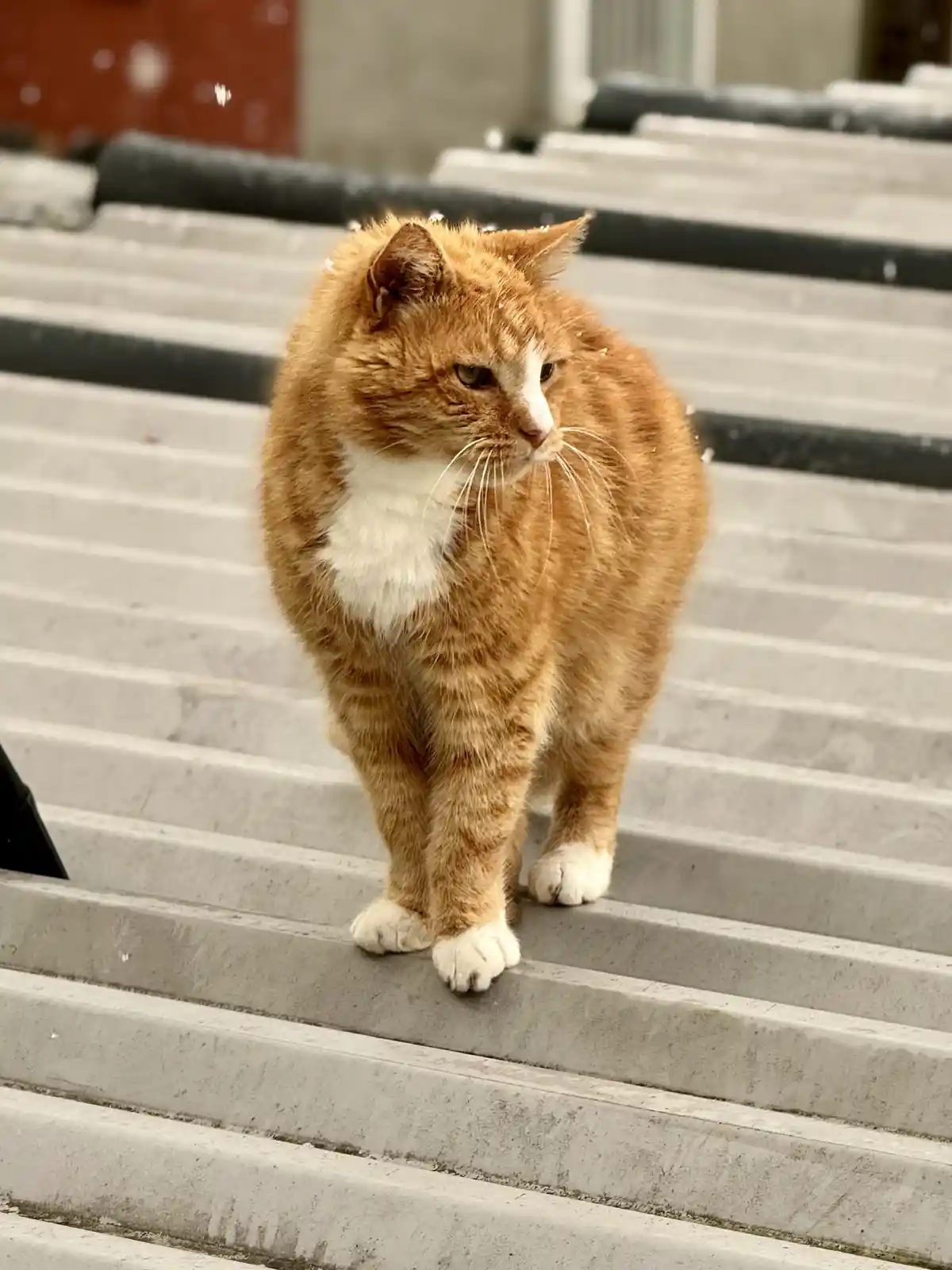 An orange tabby cat with a white chest and paws stands on concrete steps, looking sideways with a grumpy expression…