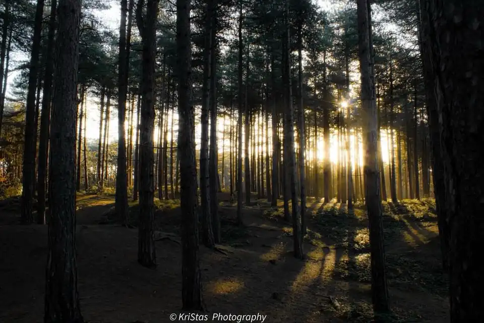 A serene forest scene with tall pine trees and golden sunlight filtering through the canopy, casting long shadows on the…