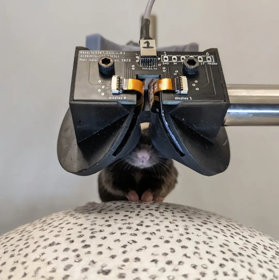Scientists Create Mini VR Goggles for Mice