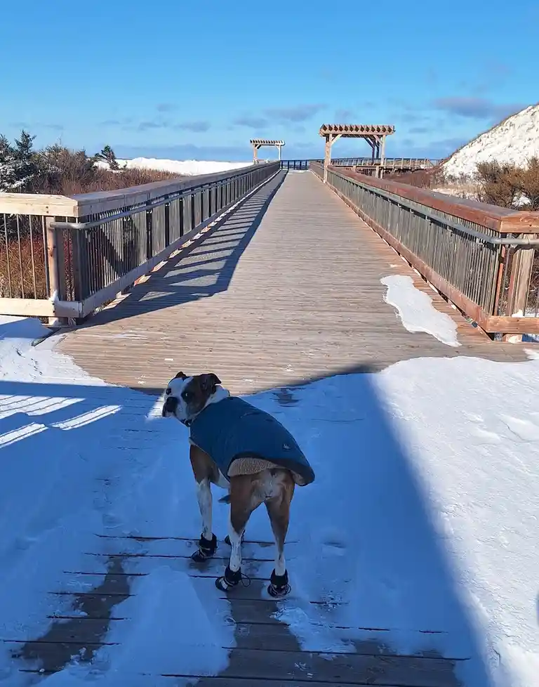 A brown and white boxer dog wearing a blue winter vest and black booties stands on a snowy wooden boardwalk, looking back at…
