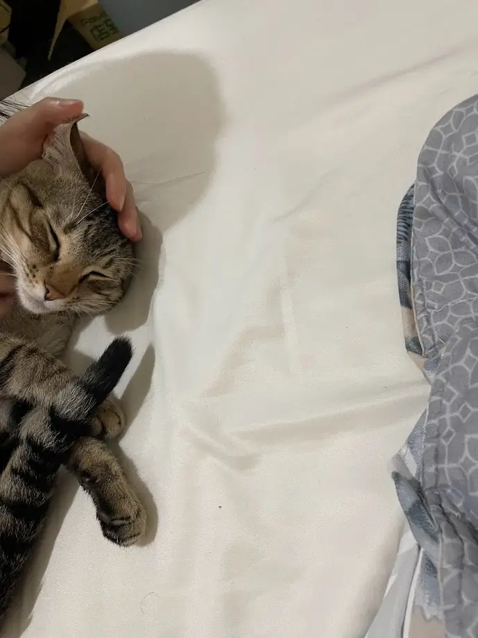 A tabby cat is lying on a white bedsheet with its eyes closed, appearing deeply asleep while a human hand gently pets its…