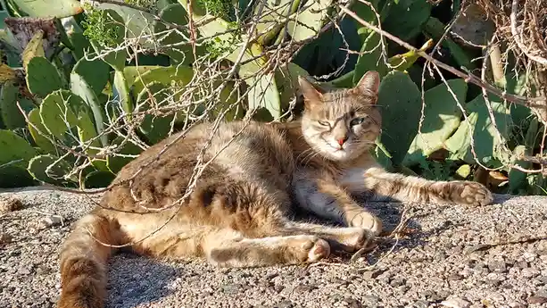 A brown tabby cat lounges on gravel in front of prickly pear cacti, looking relaxed and slightly annoyed. The cat's eyes are…